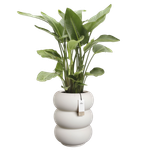 amber roll high 43cm leinenweiß